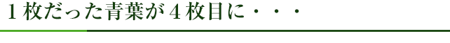 １枚だった青葉が４枚目に・・・